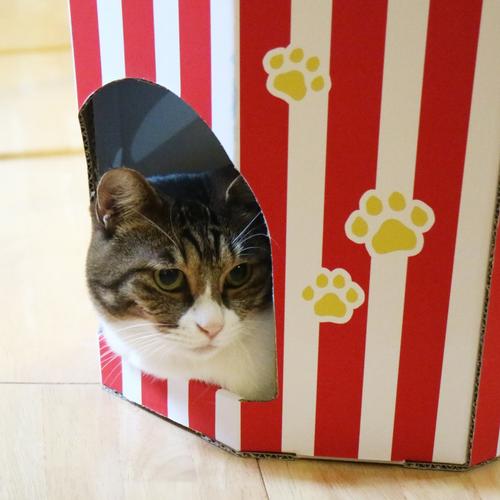 快递盒做猫抓板？瓦楞面「涂抹猫薄荷」