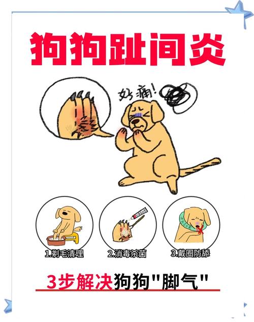 狗狗趾间炎预防?保持「脚掌干燥」