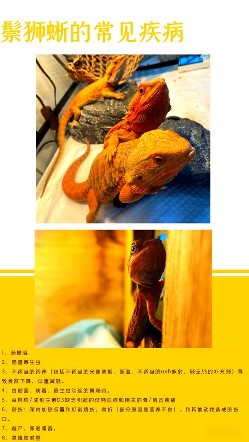 鬃狮蜥肠道寄生虫预防?定期驱虫