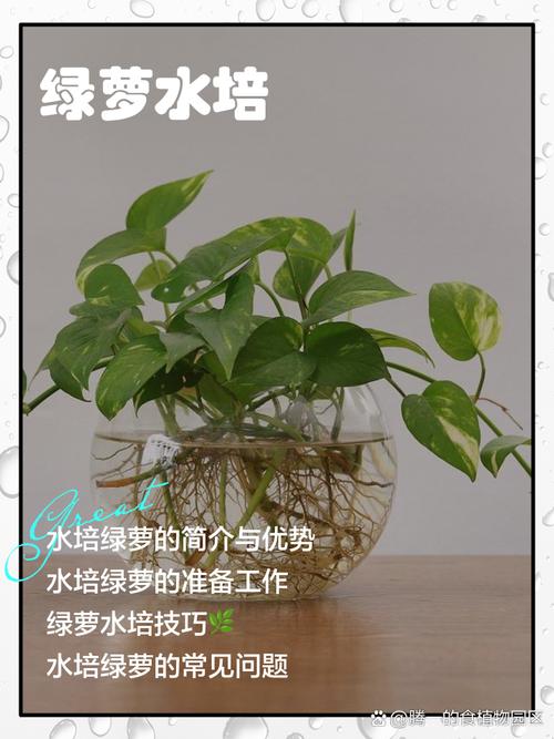 绿萝怎么水培转土培？换盆技巧全解析