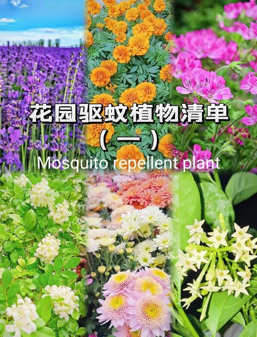 夏季家居防蚊虫植物,自然又有效