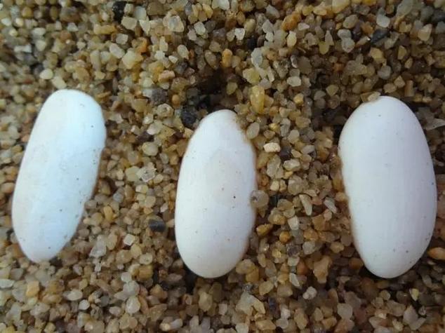 鬃狮蜥蛋孵化温度?28-30℃恒温
