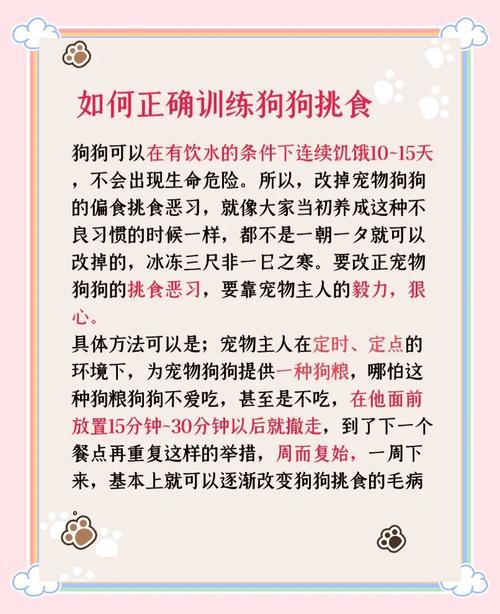 狗狗挑食怎么办?纠正方法全解析