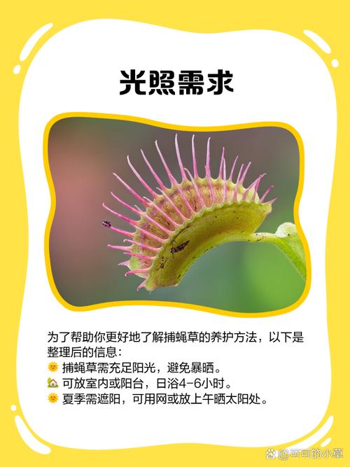 捕蝇草夹子变黑原因?低温与高湿