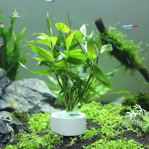 室内加湿?养水生植物或鱼缸!