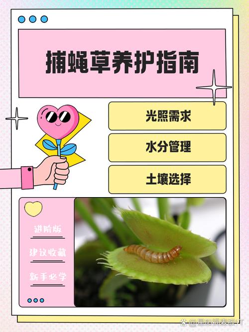 捕蝇草冬季休眠判断?夹子枯萎程度