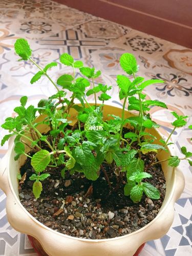 薄荷徒长?修剪「+ 增加光照」