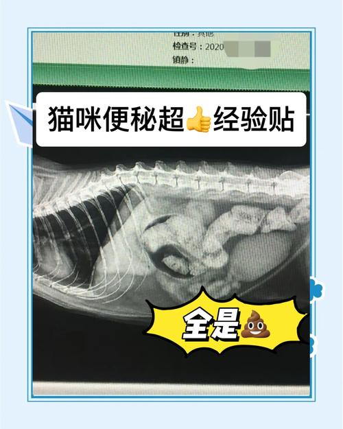 猫咪便秘怎么调理?饮食和护理方法