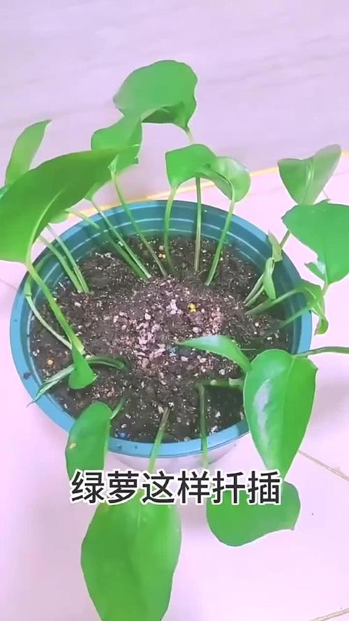 绿萝怎么扦插繁殖?成活率超高的技巧