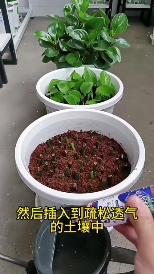 绿萝烂根？脱盆「修剪烂根 + 水培」