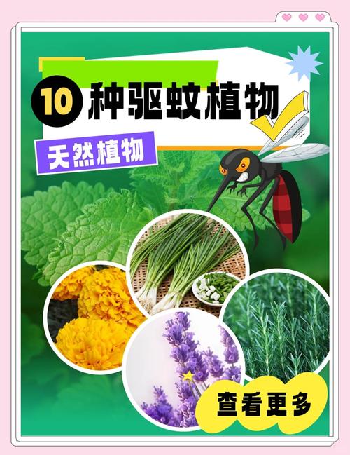 夏季家居防蚊虫,植物来帮忙