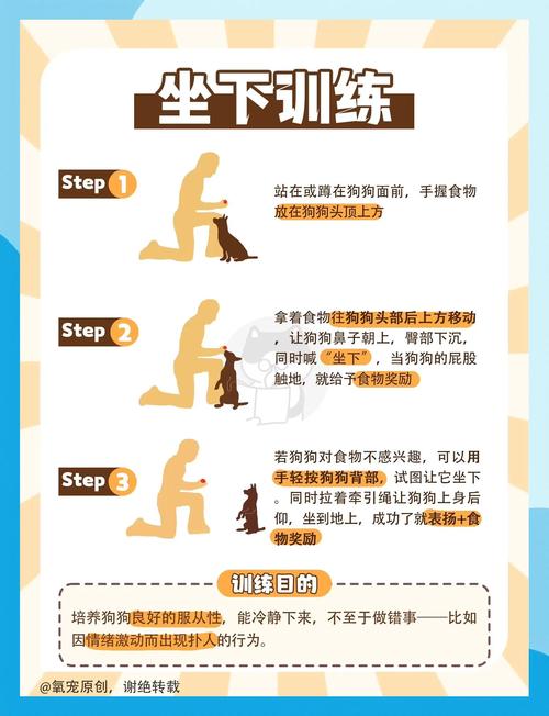 宠物行为纠正?耐心+一致性训练!