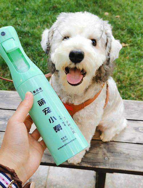 快速去除宠物异味,这些技巧养宠家庭必备