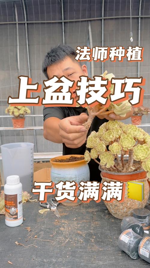 绿植养护全攻略：多肉植物怎么养才能爆盆？
