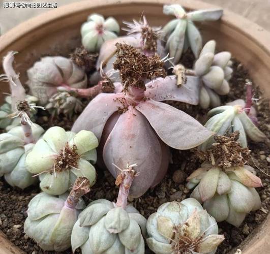 多肉植物徒长怎么救?砍头繁殖技巧