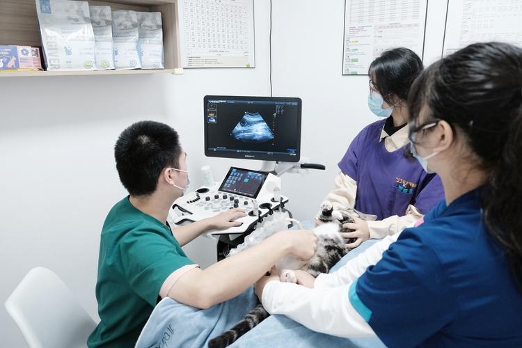 带宠物就医前的准备