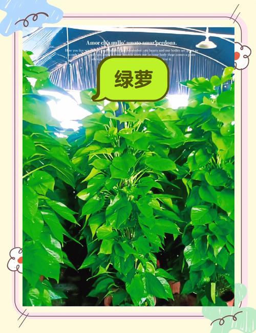 绿萝怎么施肥?不同季节的施肥方法