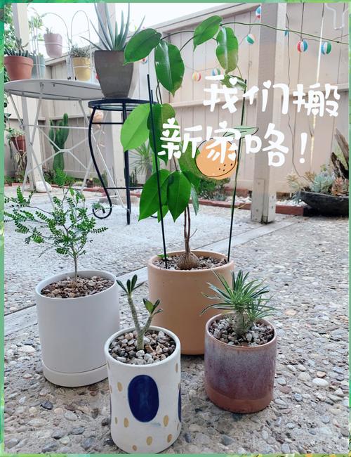 如何给多肉植物换盆?详细步骤教学