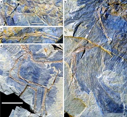 恐龙羽毛颜色如何复原?古生物学技术进展