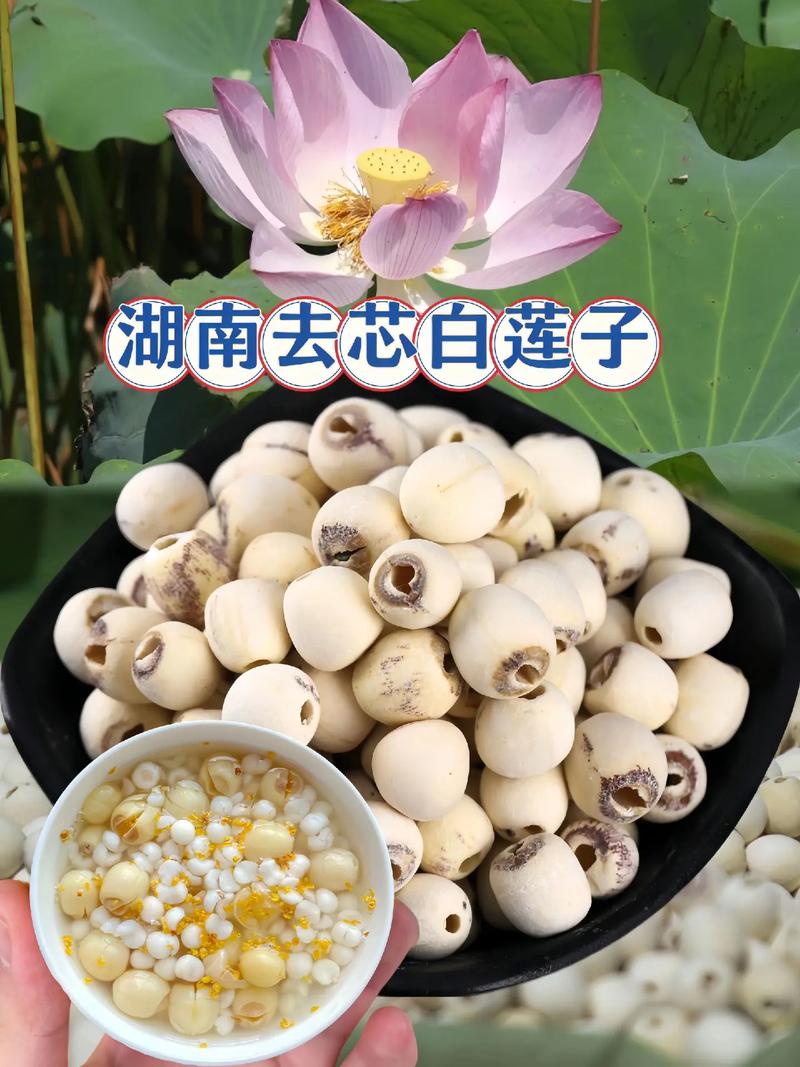 泡莲子需要去芯吗?苦味物质的分布规律