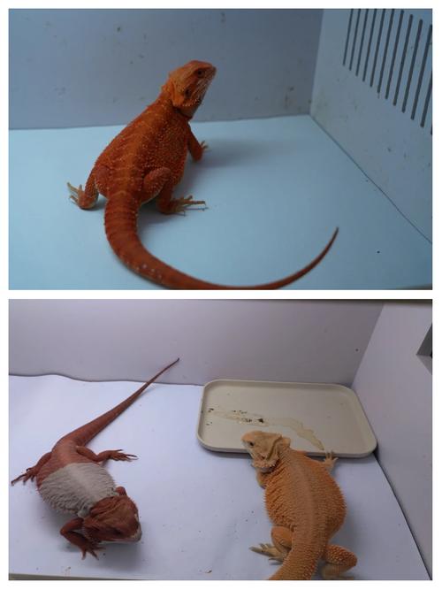 鬃狮蜥结石预防？膳食纤维摄入