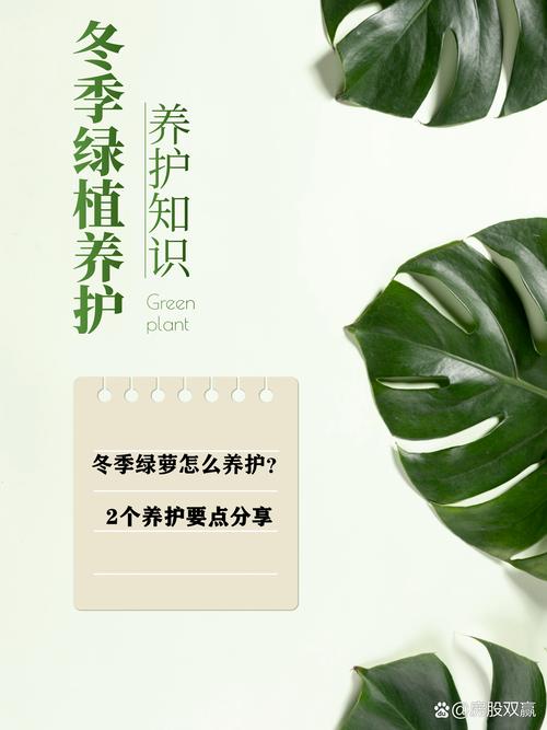 绿萝怎么过冬?冬季养护注意事项