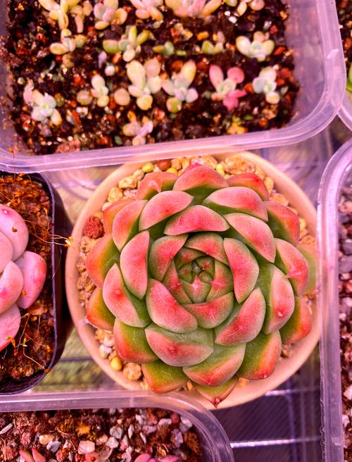 多肉植物光照优化误区！补光灯使用要点
