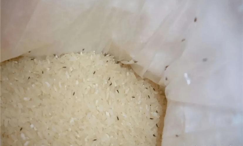 大米长虫不用愁？冷冻24小时灭杀！