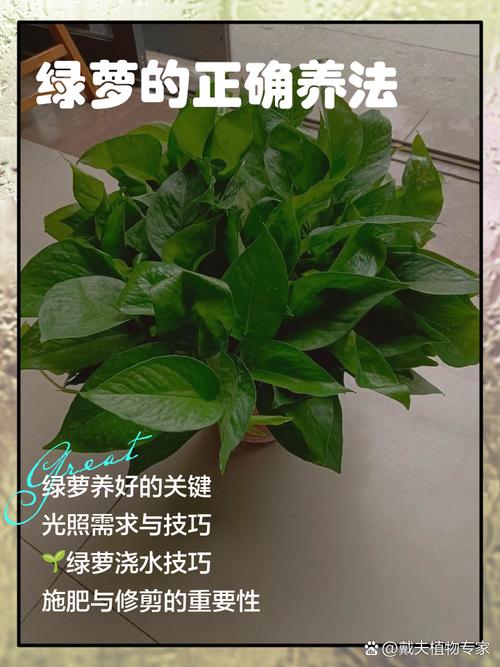 绿萝怎么预防病虫害？常见问题和处理