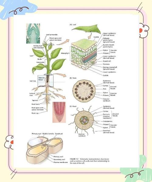 沙漠植物如何储存水分以应对干旱?植物生理学机制