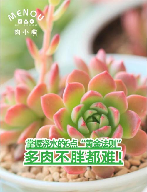 多肉植物休眠期管理！浇水与施肥全攻略
