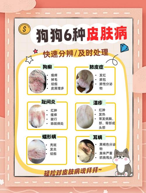 狗狗皮肤病怎么预防?日常护理要点