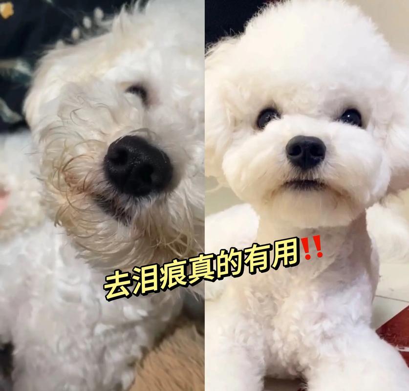 狗狗泪痕?擦拭「硼酸溶液」