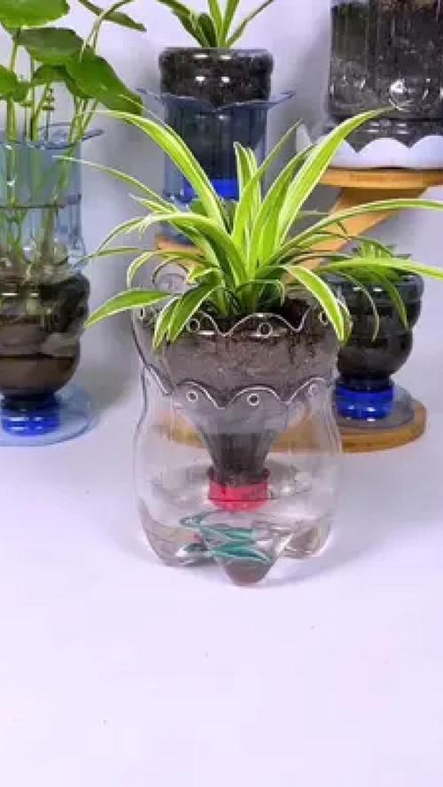 塑料瓶改造！制作水培种植架