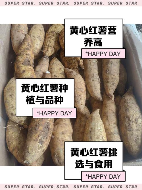 烤红薯选圆的还是长的?甜度与水分的挑选密码