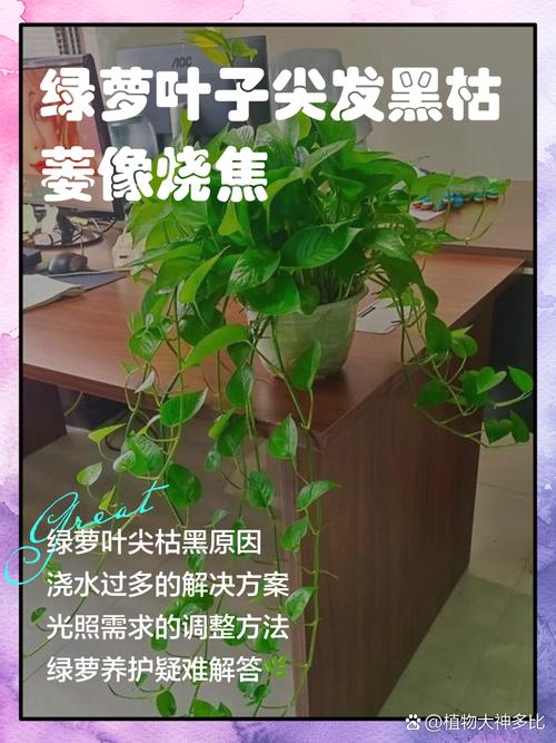 绿萝叶尖焦枯?降低「空气湿度」