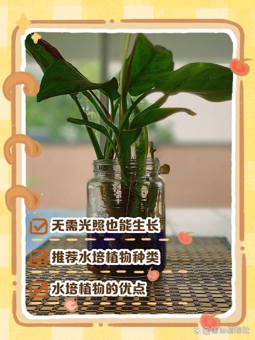 水培植物换水与营养管理
