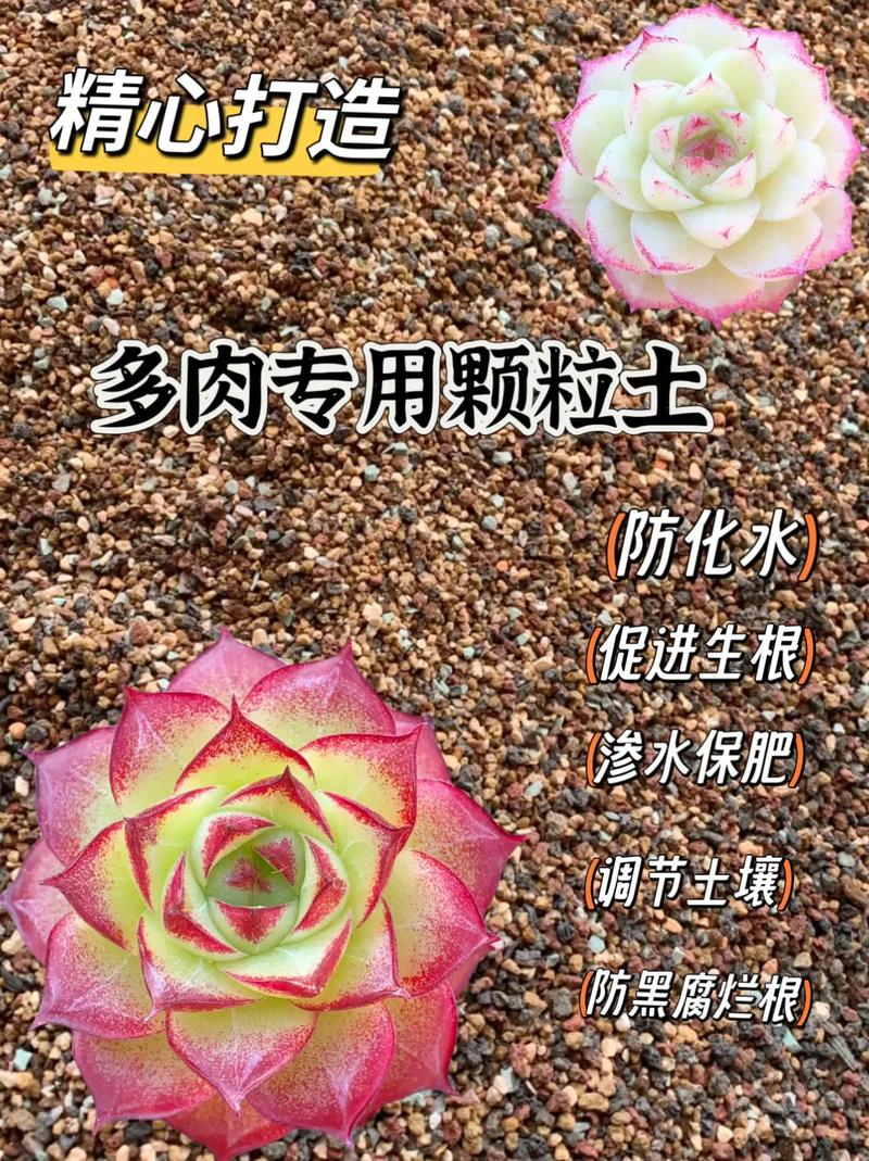 多肉植物配土方案!不同品种的专属配方