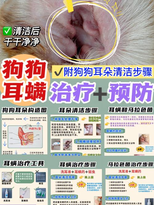 狗狗耳朵发炎怎么处理?清洁和用药技巧