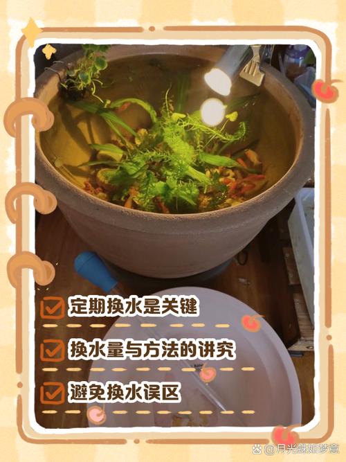 鱼缸换水剩水别倒!浇花种菜肥力翻倍
