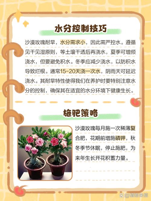 沙漠植物如何储存水分？植物生理学适应