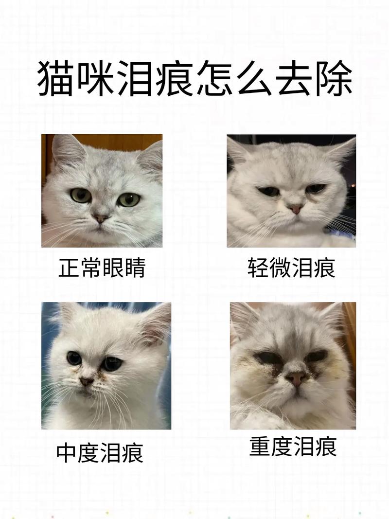 猫咪泪痕严重？修剪「眼周毛发」