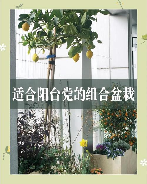 组合盆栽搭配技巧