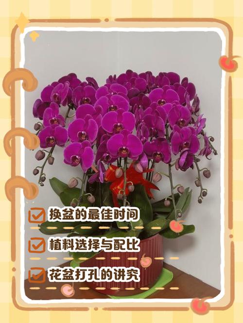 花盆换盆技巧!植物适应快