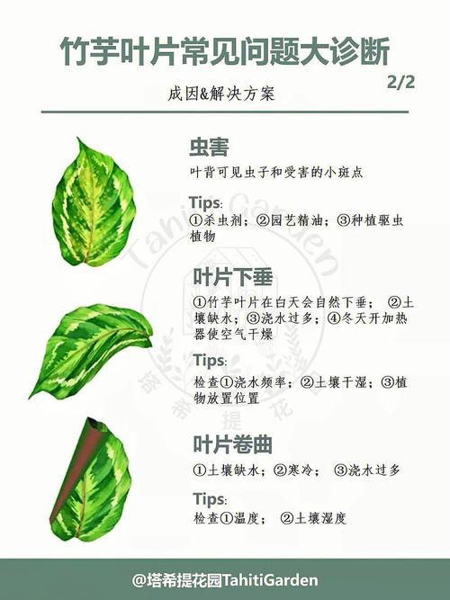 室内植物常见问题诊断