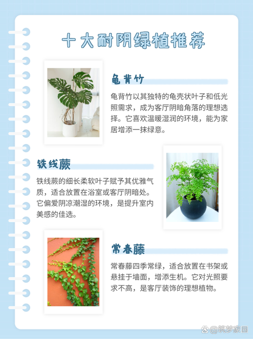 家居绿植养护常见问题解答,让你的家更绿意