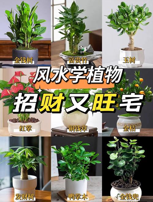 家居绿植摆放风水，提升家居运势