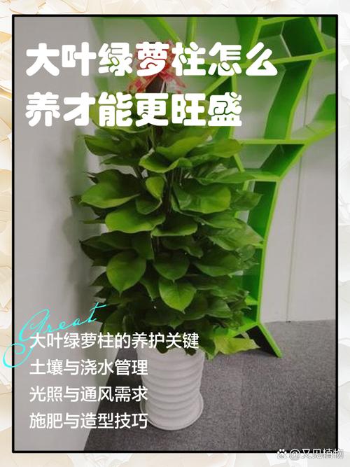 绿植养护常见问题解答：让家更绿意盎然