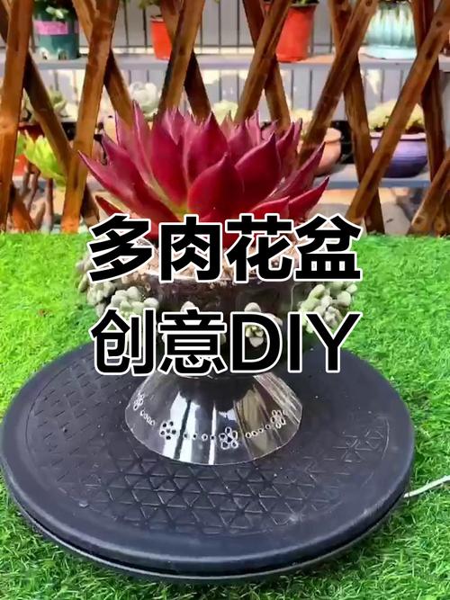 外卖餐盒改造!制作多肉组合盆栽