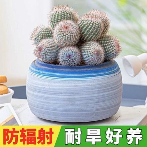 电脑族防辐射?摆放「仙人掌 + 防辐射帘」